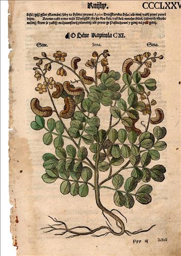 List z Mattioliho herbáře 1562