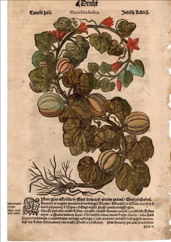 List z Mattioliho herbáře 1562
