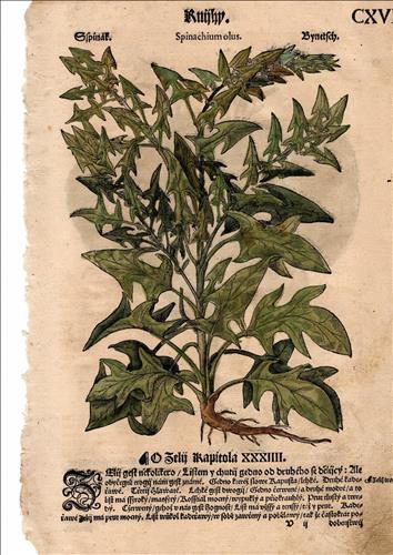 List z Mattioliho herbáře 1562