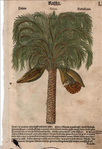 List z Mattioliho herbáře 1562